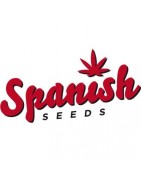 Spanish Seed